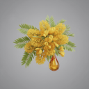 Acacia