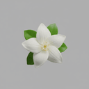 arabischer Jasmin