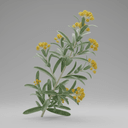 Artemisia