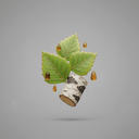 Birke