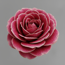Damaszener-Rose