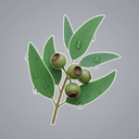 Eukalyptus