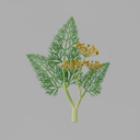 Fennel
