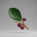 Ficus