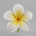 Frangipani