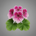Geranium