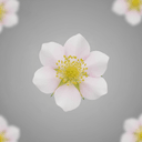 Himbeerblüte