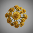 Immortelle