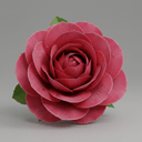 iranische Rose