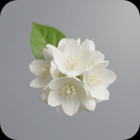 Jasmin-Sambac