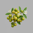 Litsea cubeba  