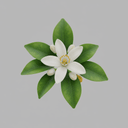 Neroli