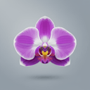 Orchidee