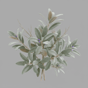 Sage