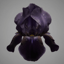 schwarze Iris