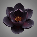 schwarze Magnolie