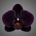 schwarze Orchidee