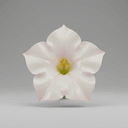 Tabakblüte