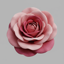 Taif Rose