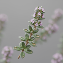 Thymian