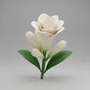 Tuberose