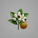 tunesisches Neroli