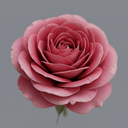türkische Damaszener-Rose