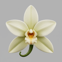 Vanilleorchidee