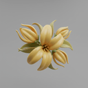 Ylang